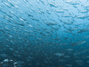 Pesca responsável: gênero e sustentabilidade para o oceano que queremos*
