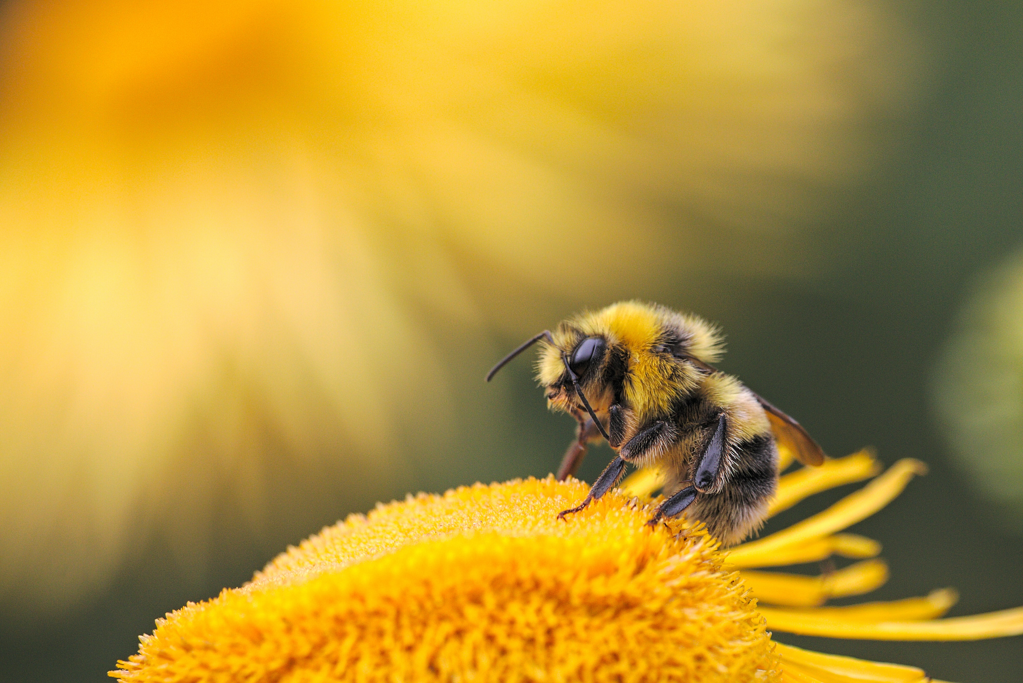 Bees content media