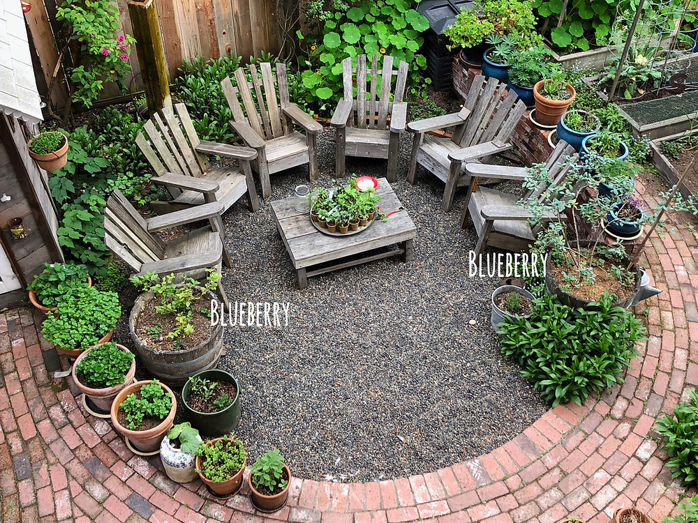 Backyard Garden with Blueberry bushes in half wine barrels.