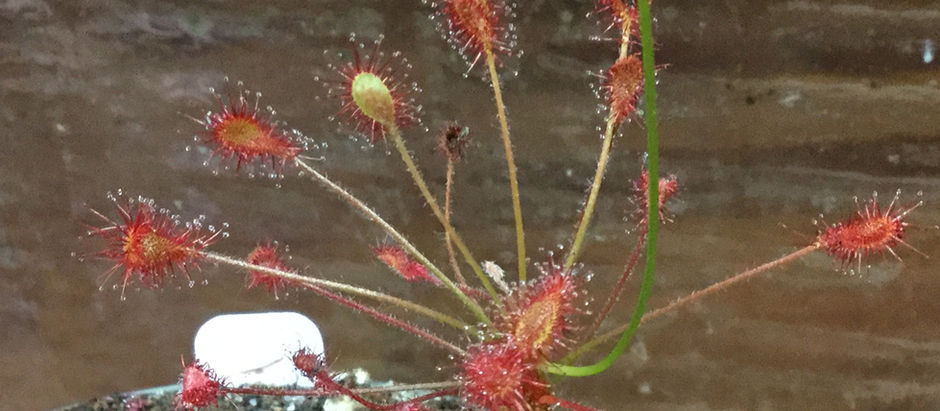 Drosera affinis: An African Gem