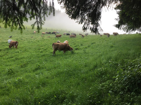 Dunstig feucht