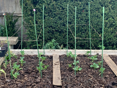 Things to do in the garden during lockdown day 27: plant your broad beans