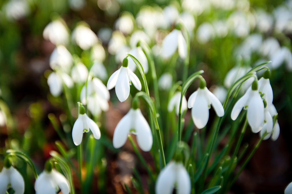 8 of the best places to see snowdrops in Gloucestershire