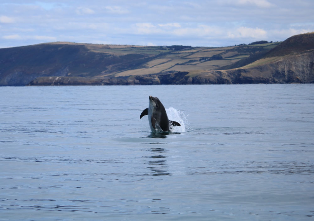 Cardigan Bay: A Home for Bottlenose Dolphins