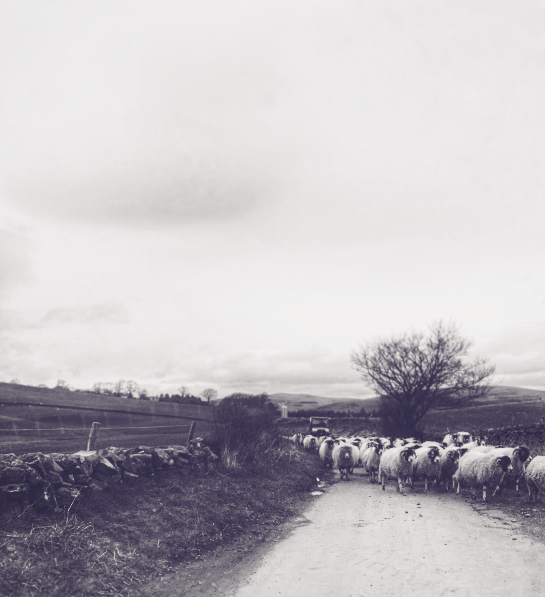 Sheep content media