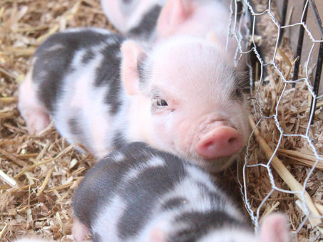 2019 Piglets are Here
