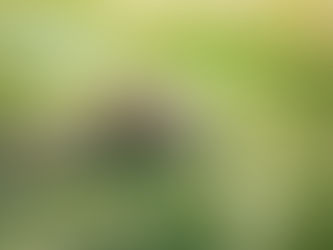 ¡Especie en peligro! En Perú solo quedan 22,000 jaguares
