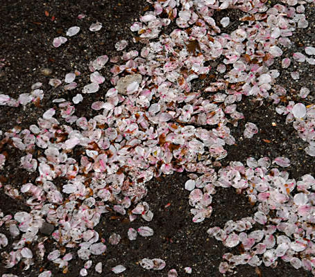 桜というオアシス