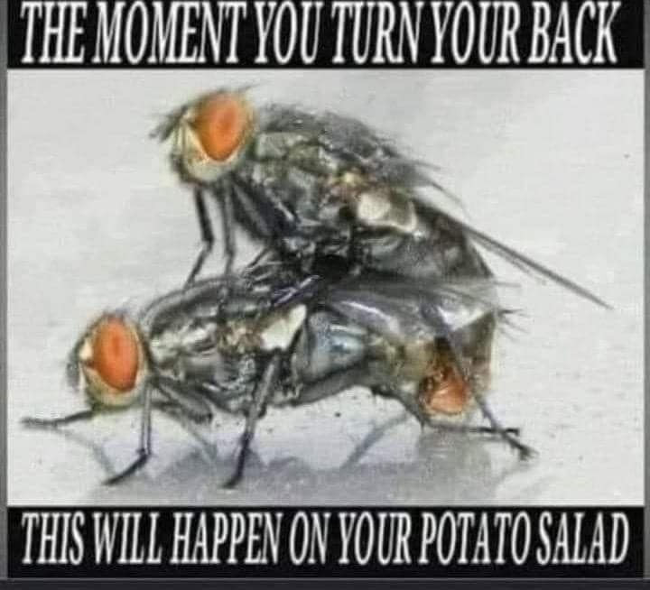 The Moment You Turn Your Back This Will Happen On Your Potato Salad Flies Having Sex The Moment You Turn Your Back This Will Happen On Your Potato Salad Flies Having Sex