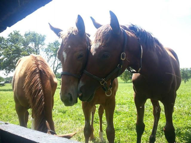 Denman's Call Gr.1 winner Taylor Made Farm as a foal