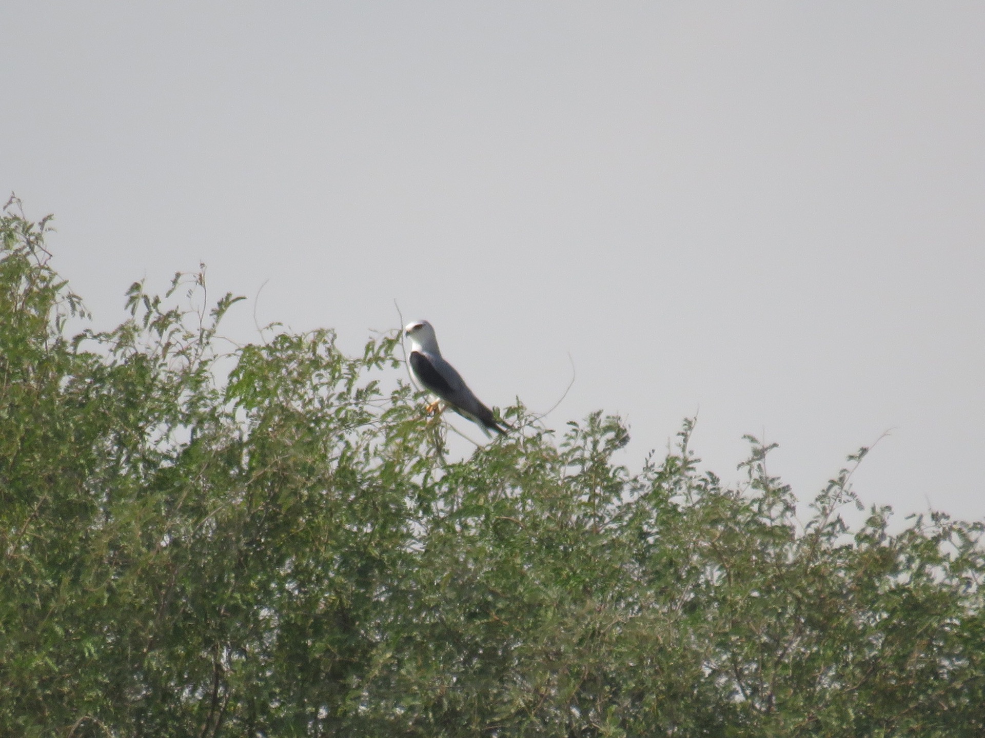 (2) Black Winged Kite - Nesting (?)
content media