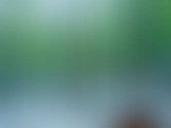 Beech Forest Near Tokomachi Japan