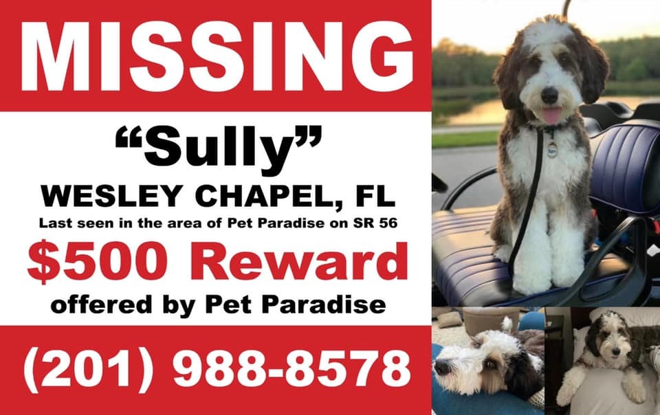 Missing Dog "Sully" - Please Help Find