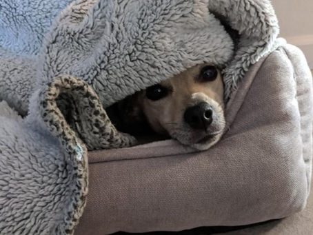 Lara from Doctor Zhivago