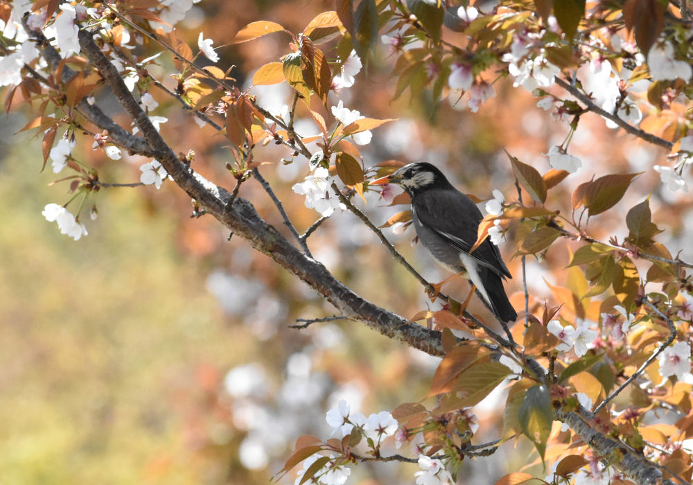 桜と鳥 mysite