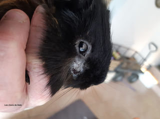 Les Problemes Et Maladies De Peaux Les Plus Courantes Chez Le Cochon D Inde