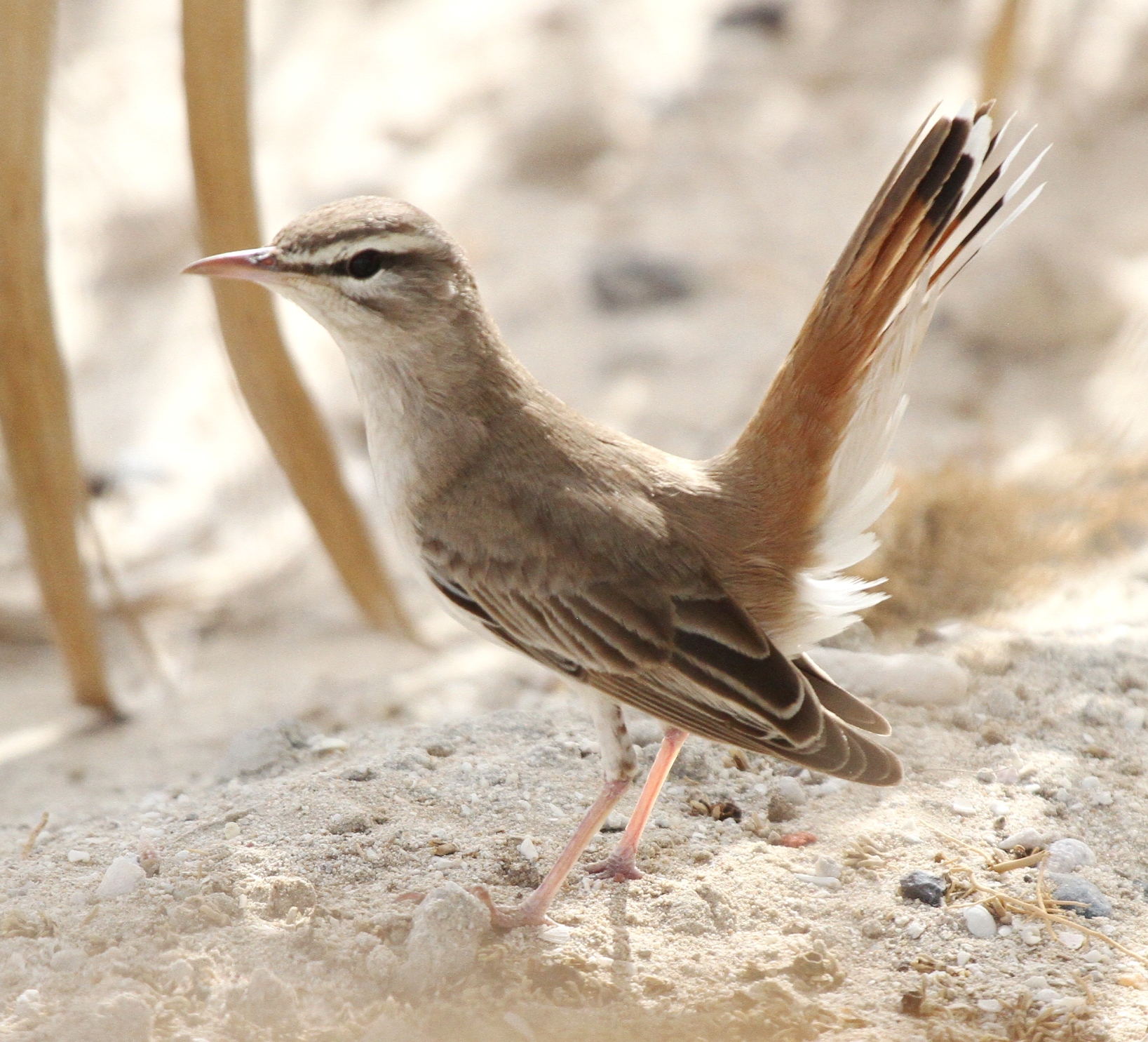 Rufous tailed scrub robin content media