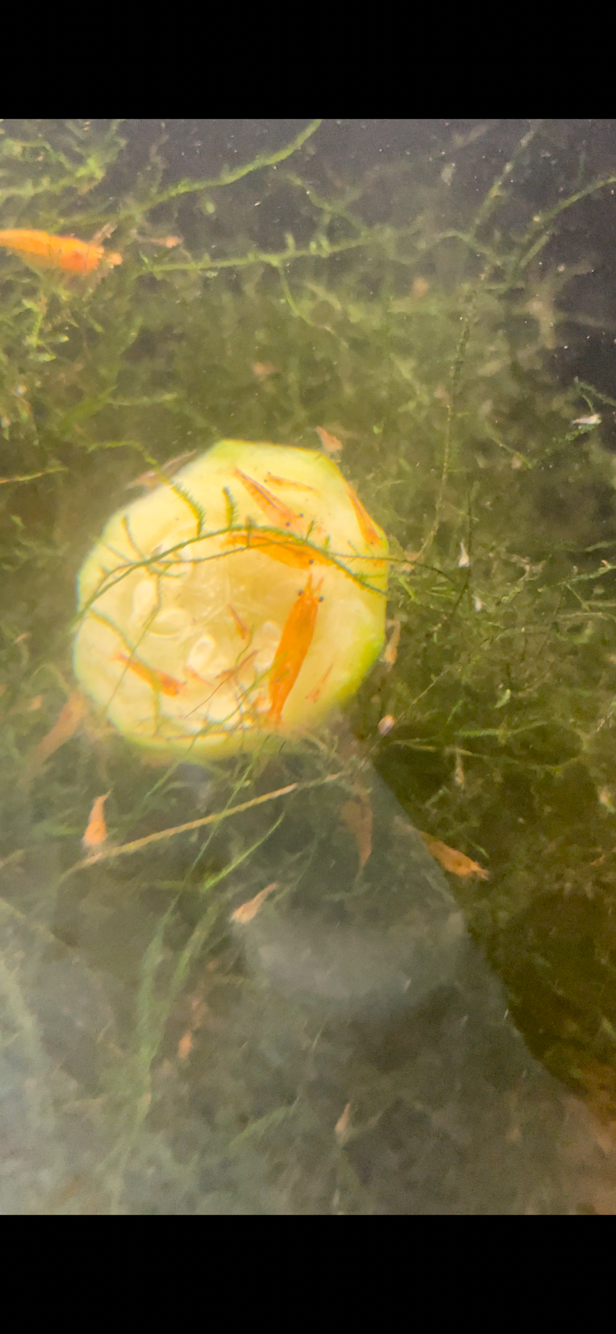 Orange Neo Shrimp colony for sale content media