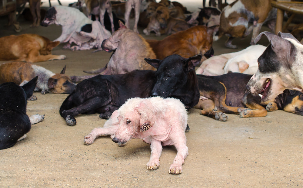 Yulin festival viane chien chat chine débat protection animale