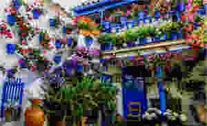 A Cordoba Patio decorated with blue flowerpots and hundreds of geranium flowers