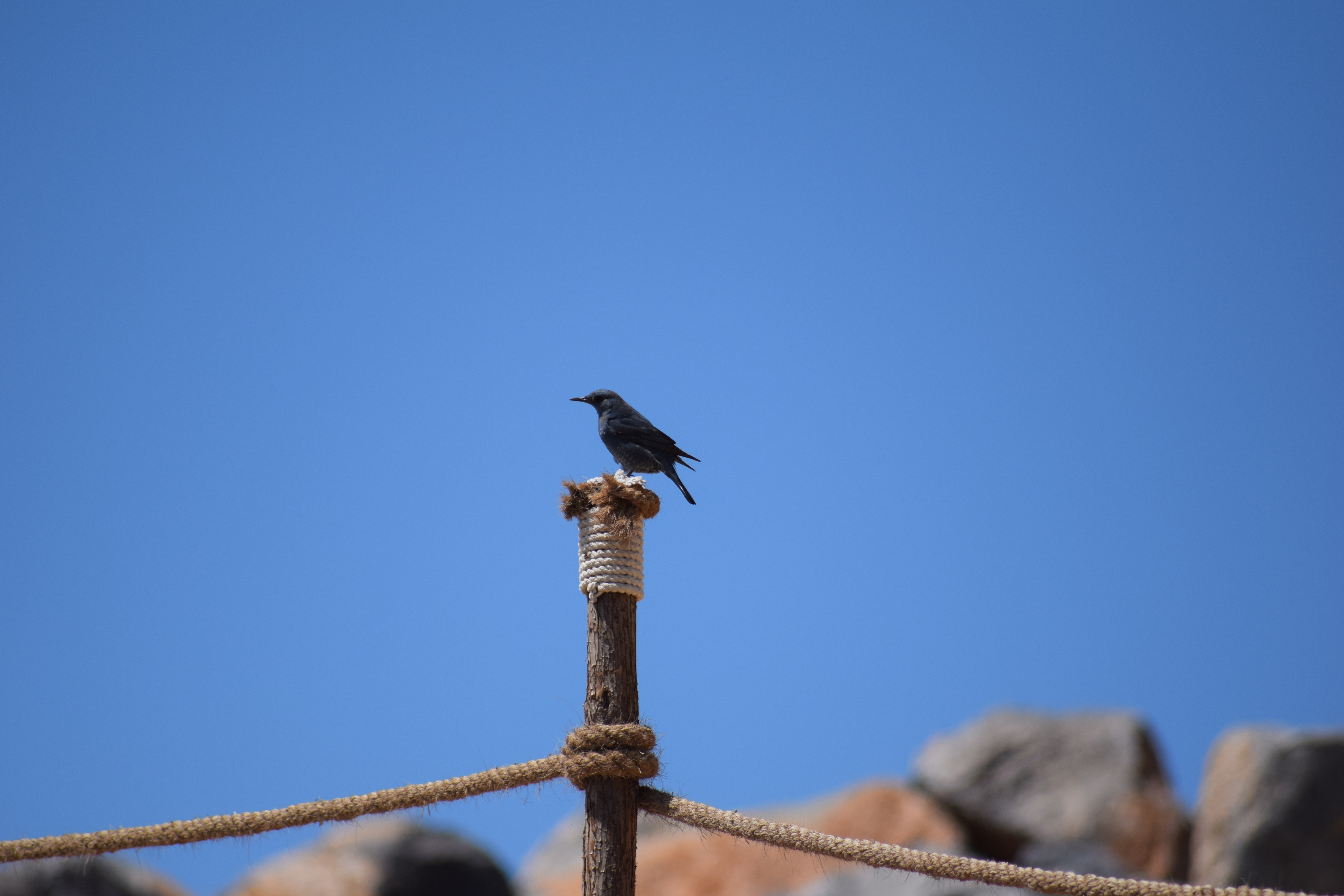 Jebel Jais-Blue Rock Thrush & Wheatears-13th March. content media