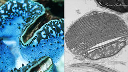 Iridocytes in giant clams