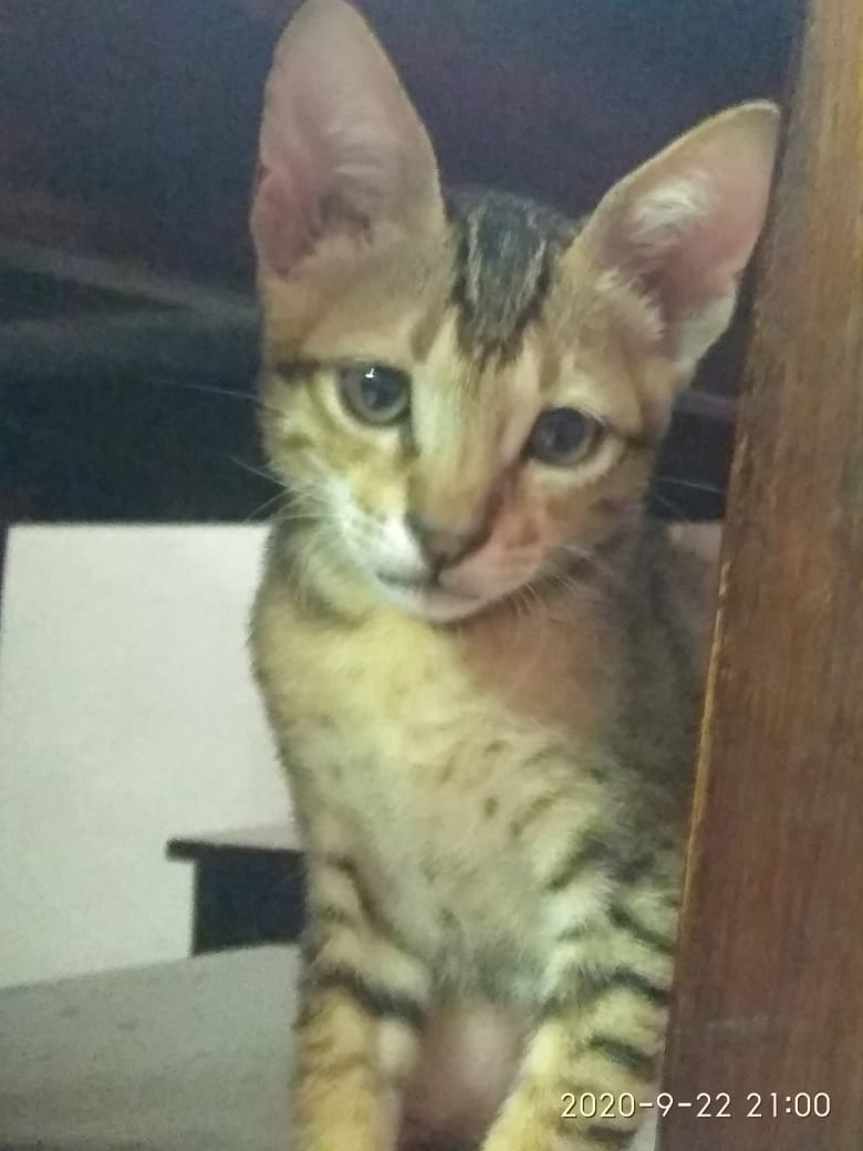 TWO KITTENS FOR ADOPTION, (posting on behalf of Samina ) content media