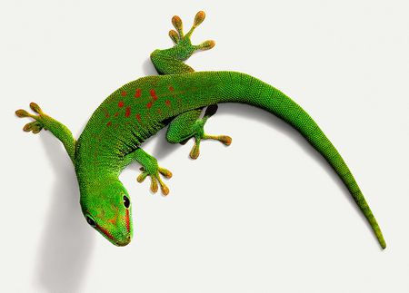 overhead view of a day gecko which is green with red patches