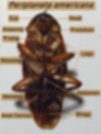 The ventral view of Periplaneta shows the three pairs of thoracic legs well- prolegs, mesolegs, metalegs. In the ventral view, the head of the cockroach is also visible bearing long antenna and eyes. The abdomen of this cockroach carries a pair of segmented anal cerci.