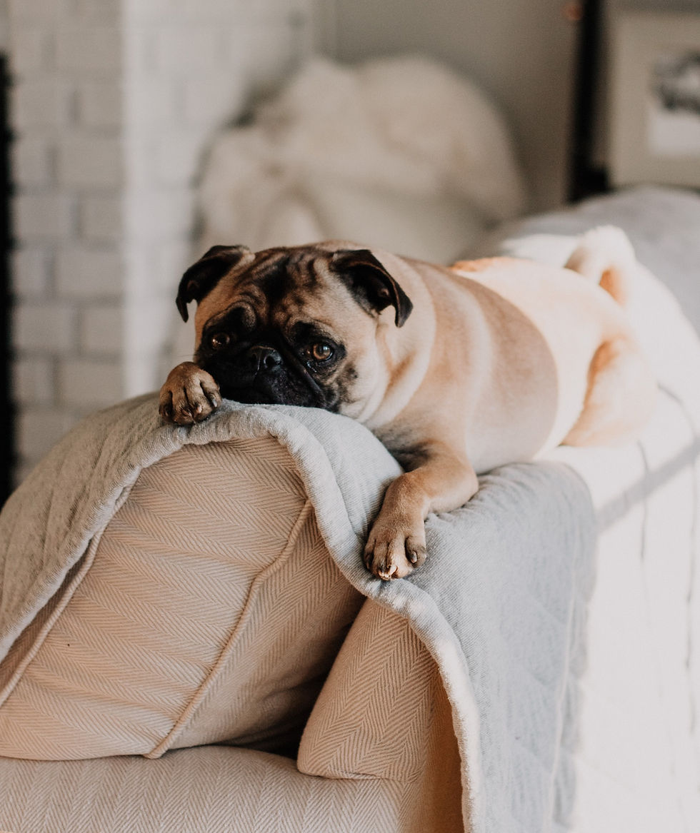 Pug on couch