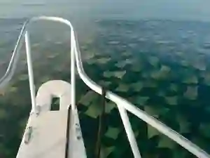 La migration des raies dans le golfe du Mexique