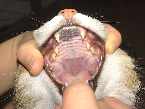 Cat with Upper Respiratory Tract Infection and Tonsillitis