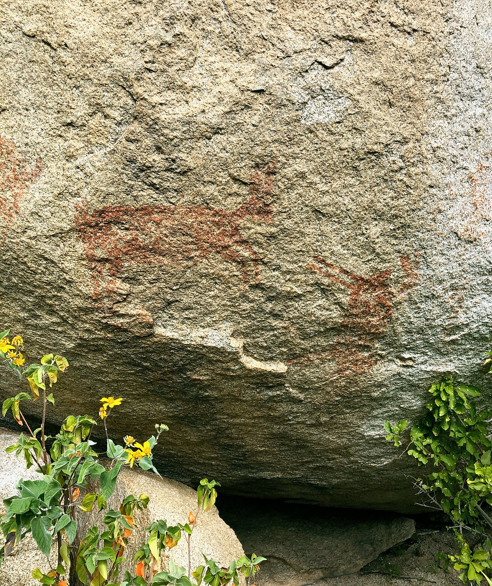 Pericúes or Guaycura rabbit rock art
