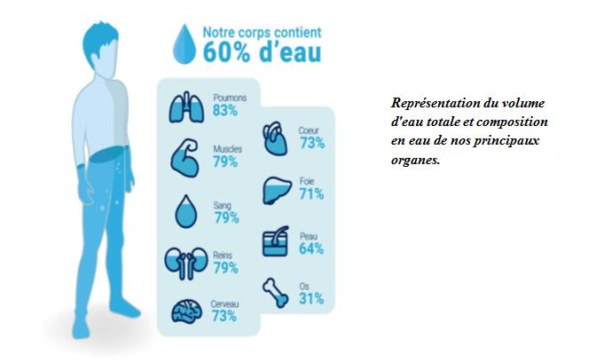 corps humain eau