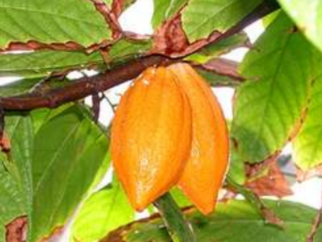 CHOCOLATE AND INFLAMMATION