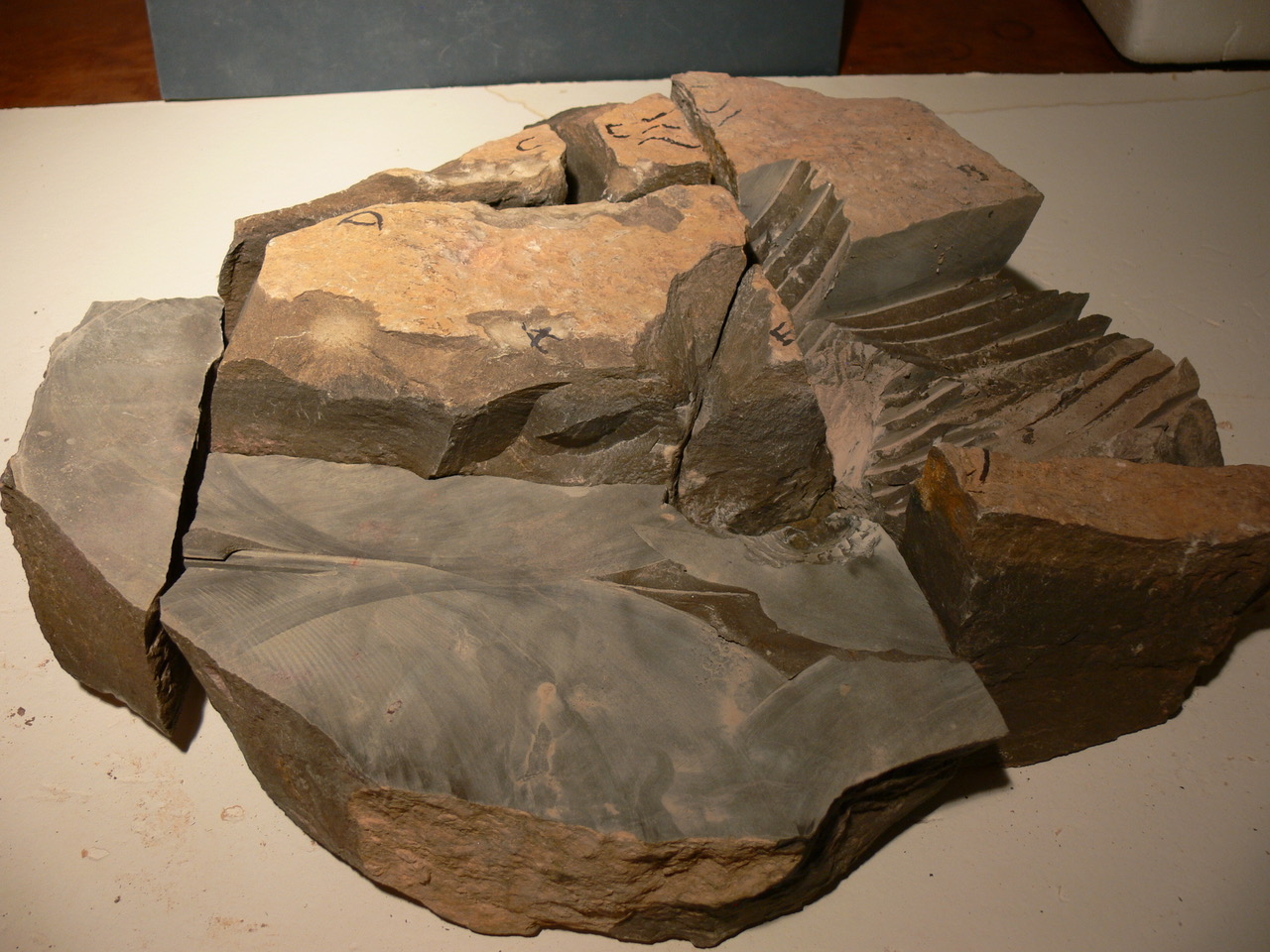 Scabrella trilobite Devoanian morocco Preparation Step by Step content media
