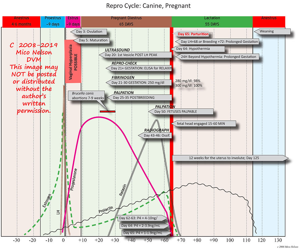 The Pregnant Canine Reproductive Cycle