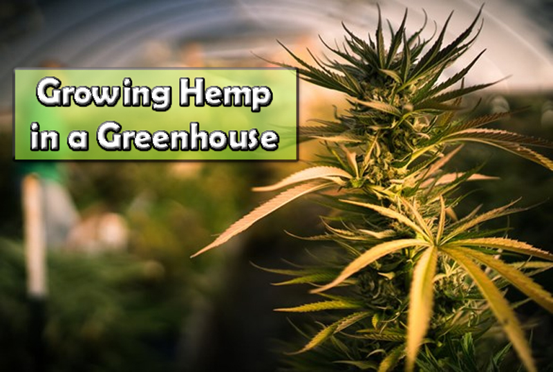 Growing Hemp in a Greenhouse