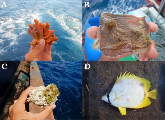 Conjunto de 4 fotografias que representam os principais organismos que vivem em recifes, reforçando a existência do Recife Amazônico. A esquerda no canto superior, uma fotografia de uma mão segurando uma esponja do mar com corpo formado por vários ramos grossos e boleados e no fundo a água agitada e com espuma da passagem da embarcação. Abaixo dela ainda no canto esquerdo, uma mão segurando um rodólito, que consiste numa massa disforme de carbonato de cálcio que é um tipo de rocha orgânica, ao fundo vê-se a proa do barco e o oceano. No canto superior direito uma mão segurando um fragmento de coral duro que é semelhante a uma rocha fina. No canto inferior direito um peixe borboleta sobre o piso de madeira da embarcação.
