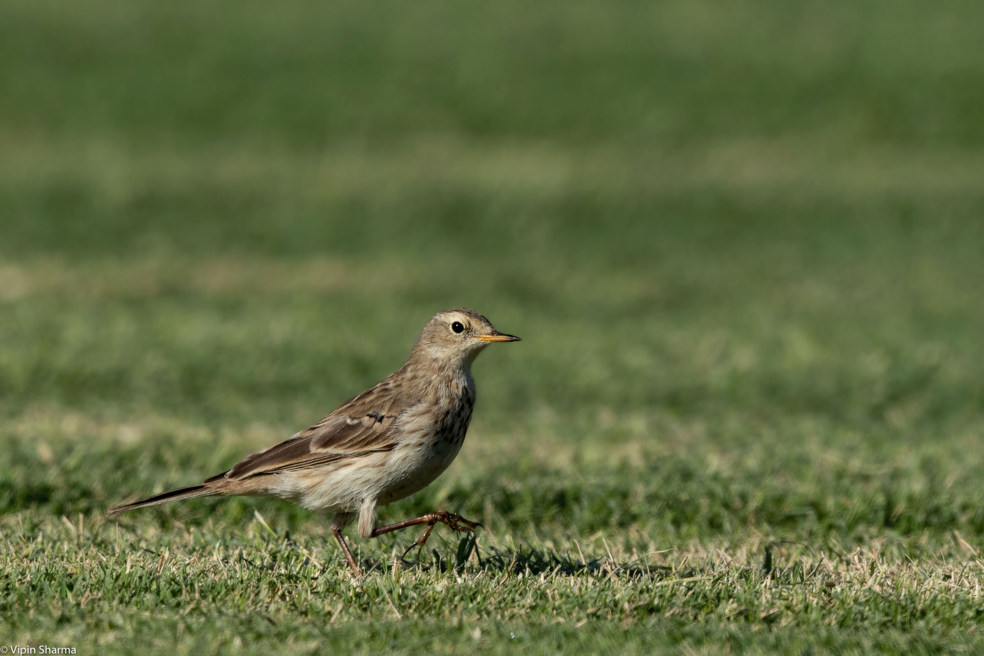 Pipit ID content media
