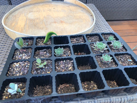 Succulent success 