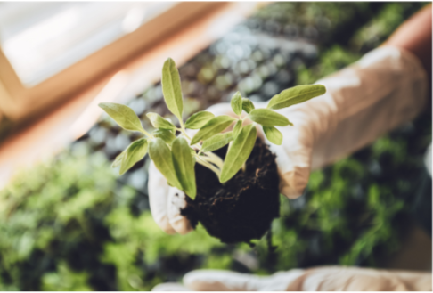 a person with a glove holding a seedling to be transplanted