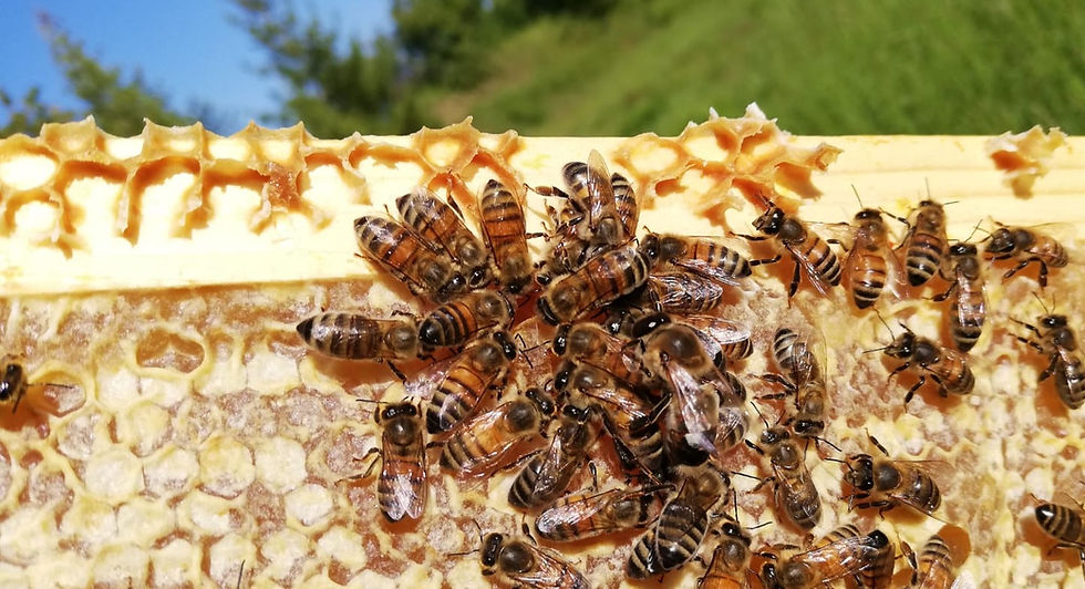 apimelis miel abeille ruche apiculture apiculteur entreprise local