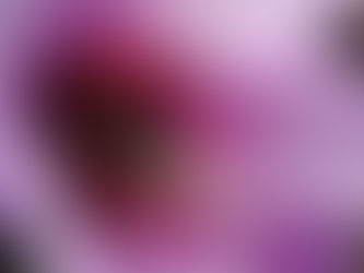 フヨウの花とクマ蜂と