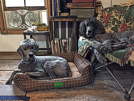 Studio Dogs