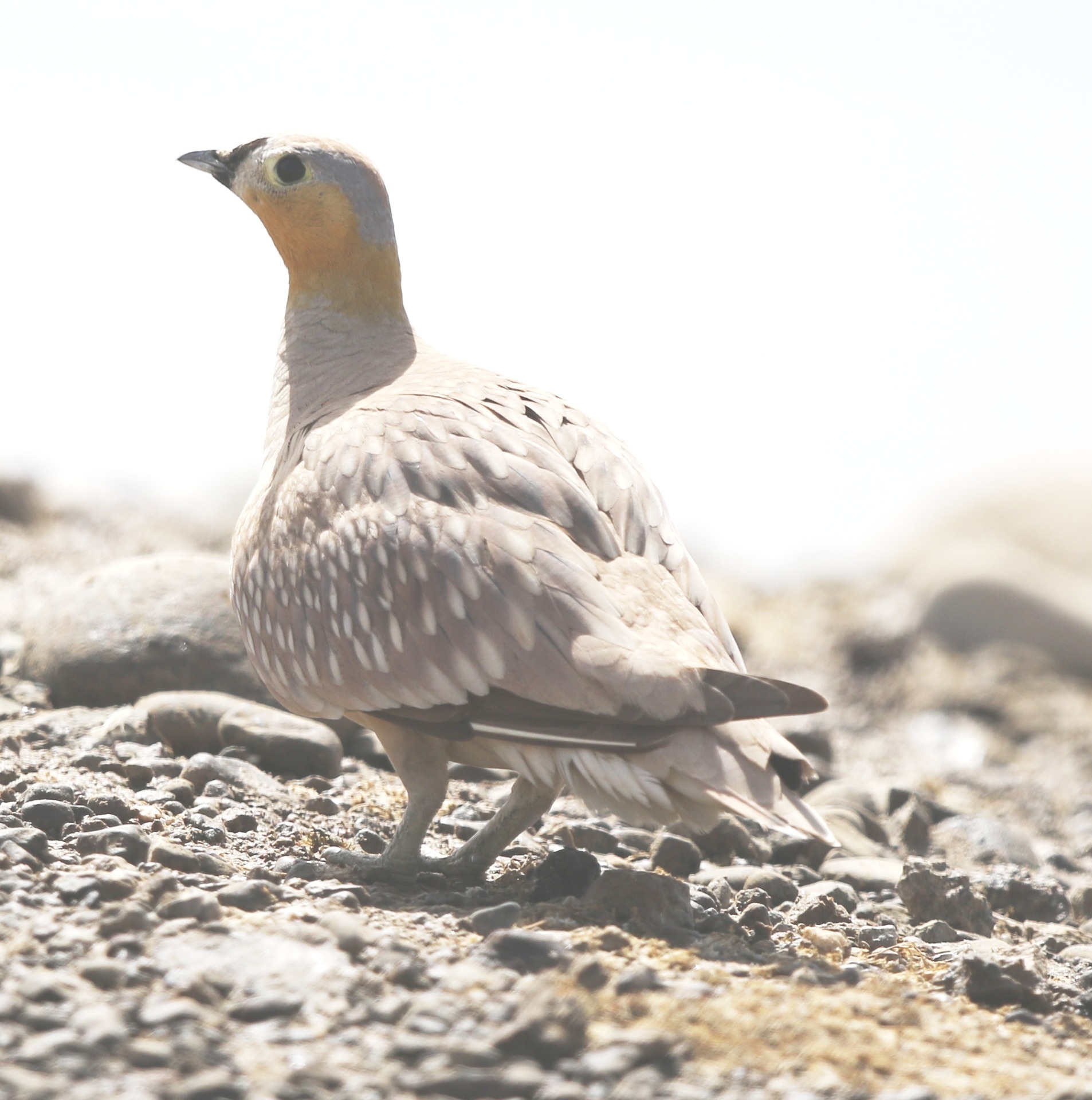 Crowned Sandgrouse in Hatta Lower Dam and Wadi 8 May 2019 content media