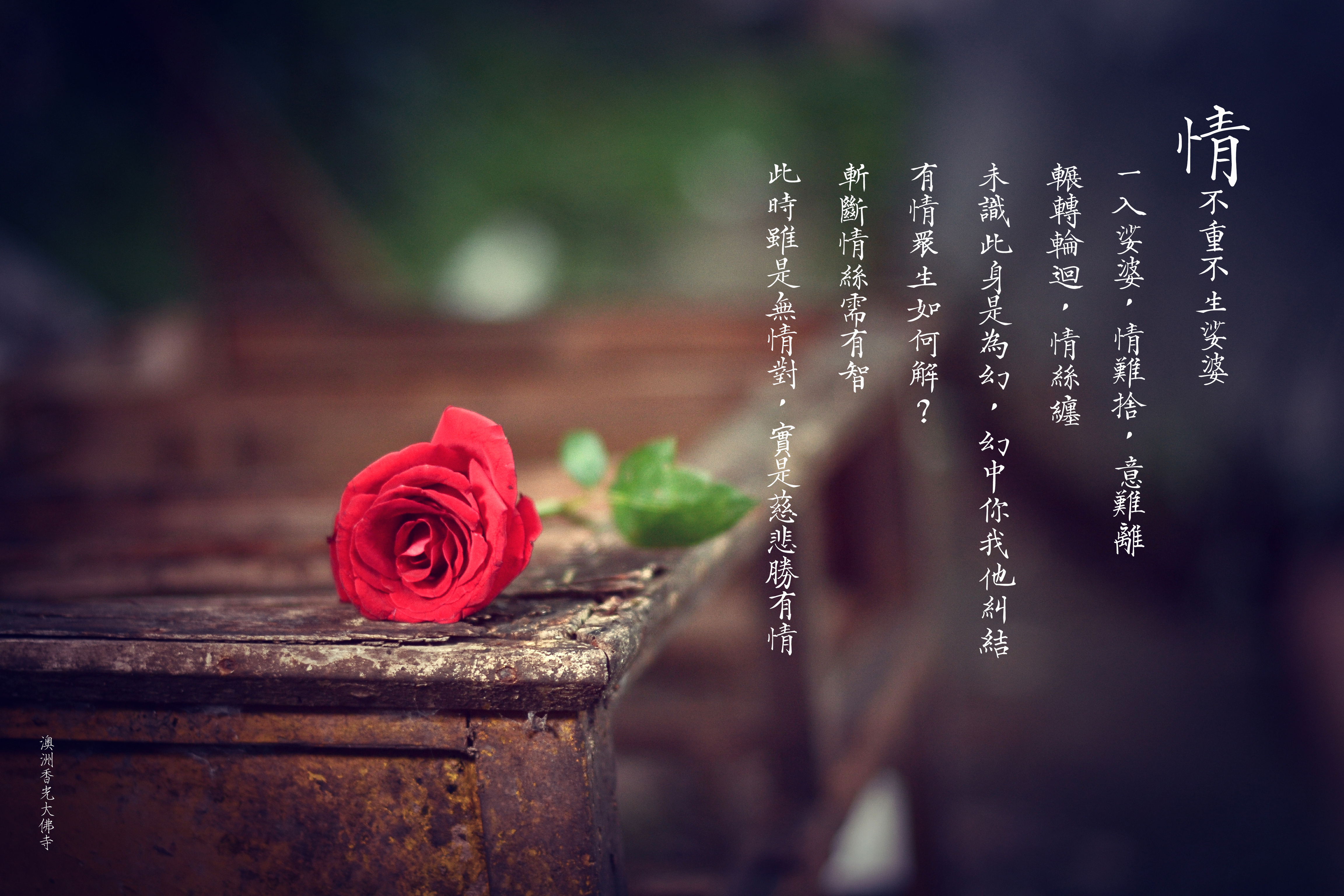 夏蓮居老居士開示|有情無情眾 content media