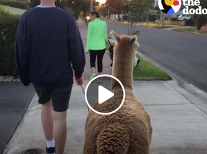 Alpaca loves to go for walks