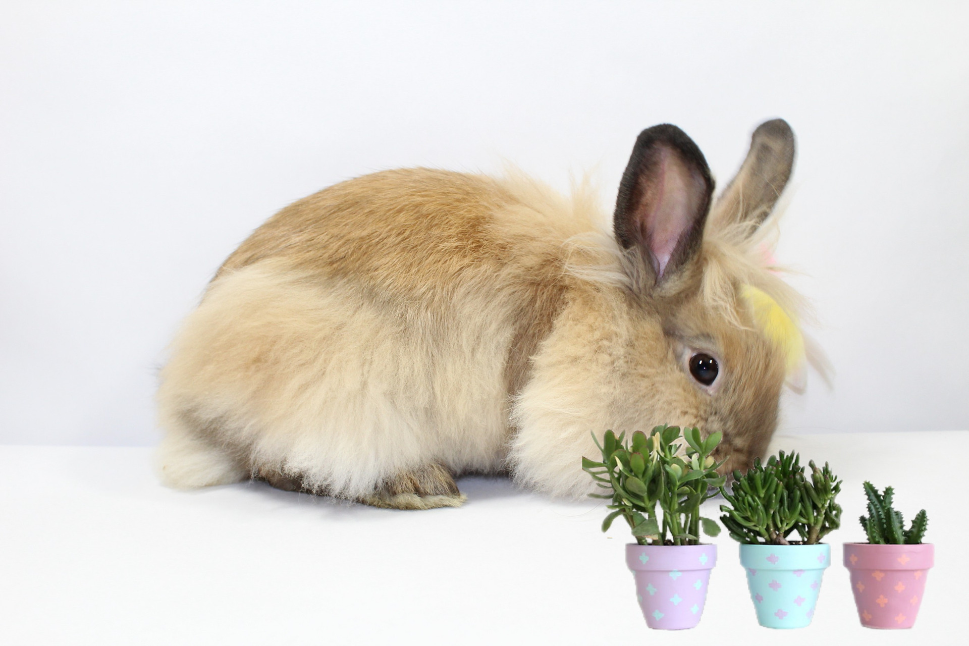 Plant a Bunny Garden content media