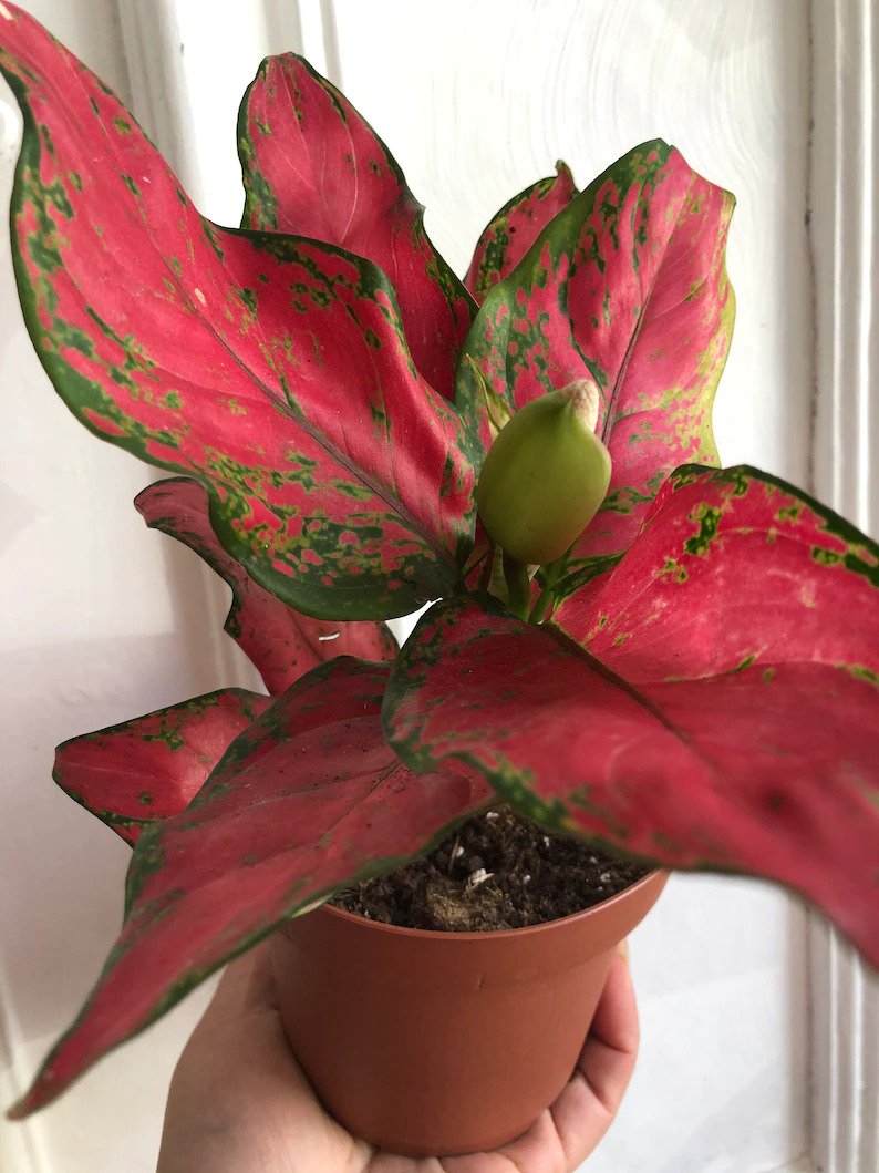 Buy Aglaonema Indoor Plant in India from Birthright content media